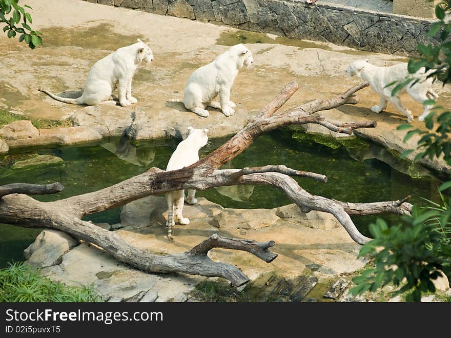 Several white tiger  in the zoo