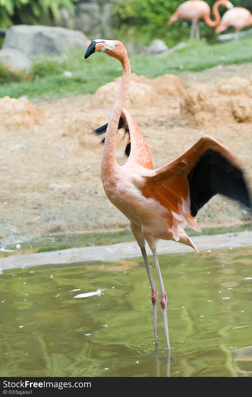 The red flamingo in zoo