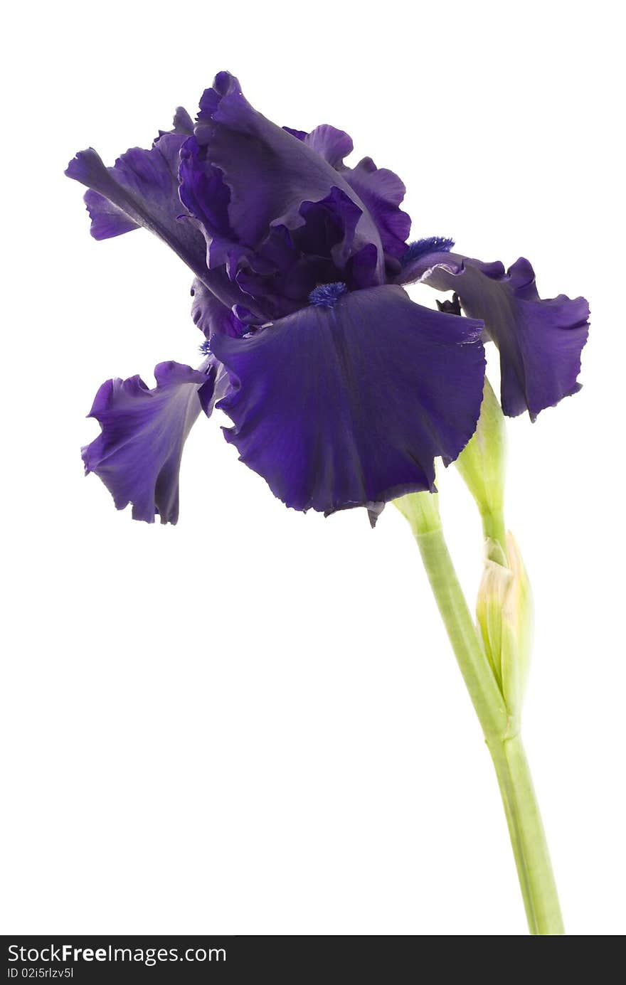 A tall bearded purple Iris on a white vertical background, copy space