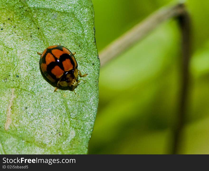 Close-up picture of red lady bug on a green leaf.