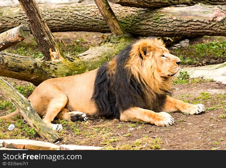 Image of resting adult male lion. Image of resting adult male lion