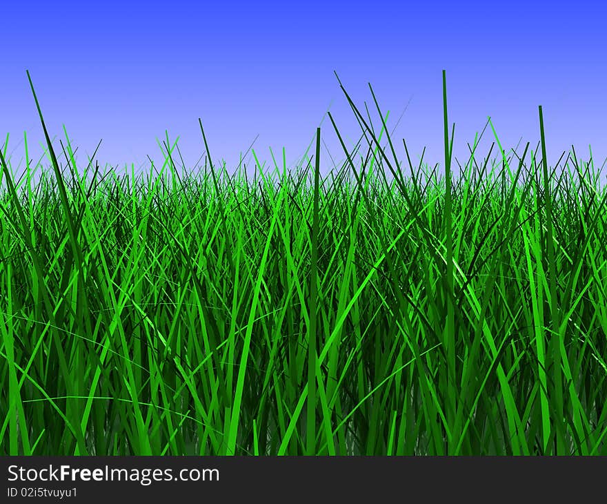 Grass Meadow