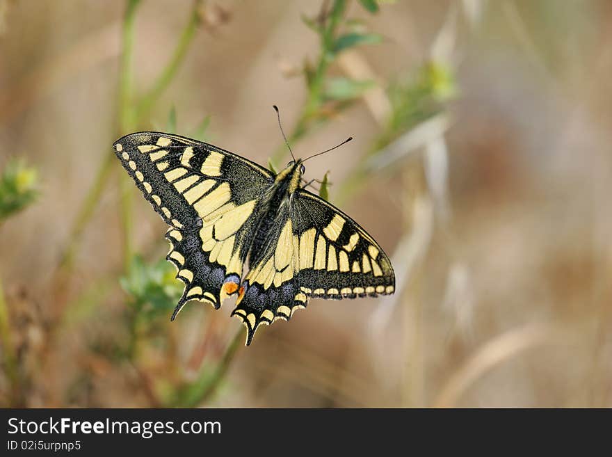 Common Swallowtail, Papilio machaon, resting on grass. Common Swallowtail, Papilio machaon, resting on grass