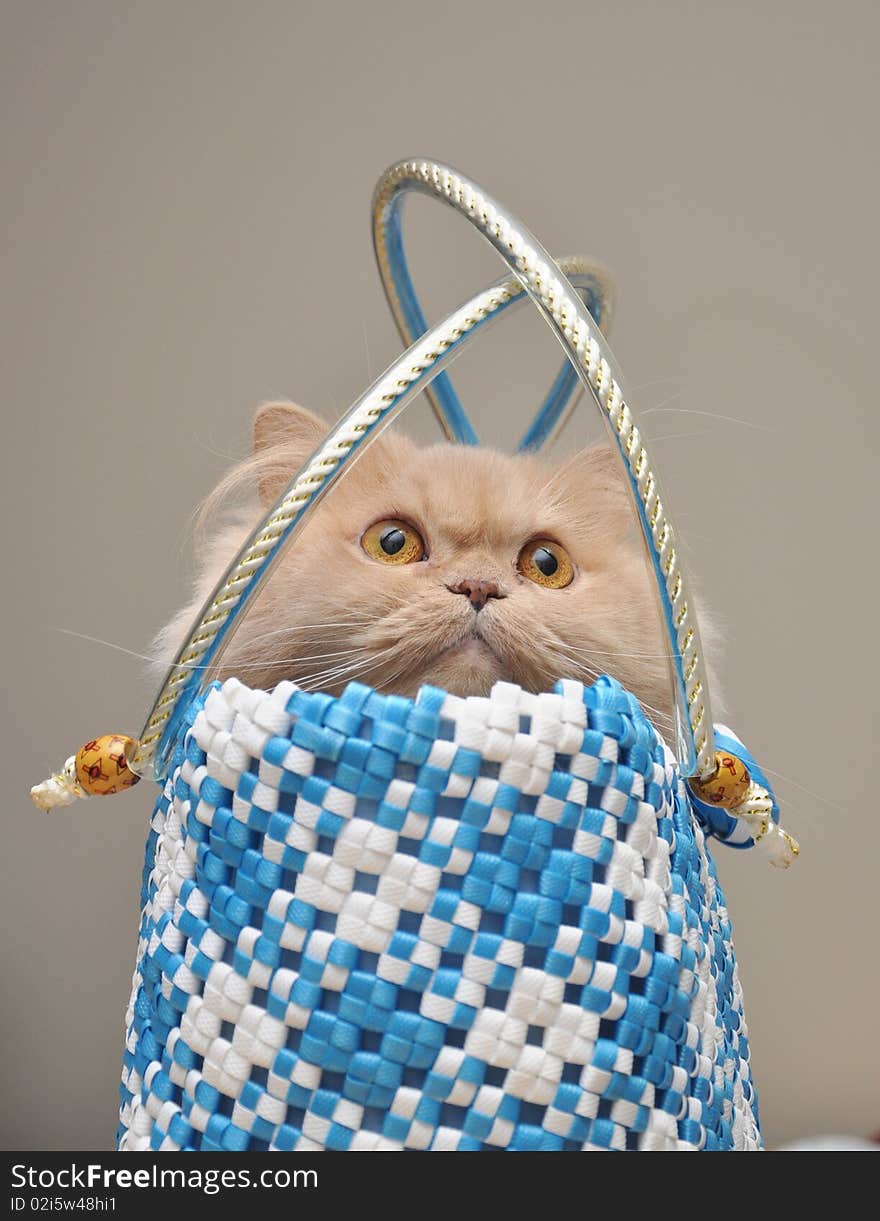 Persian cat hides into the bag