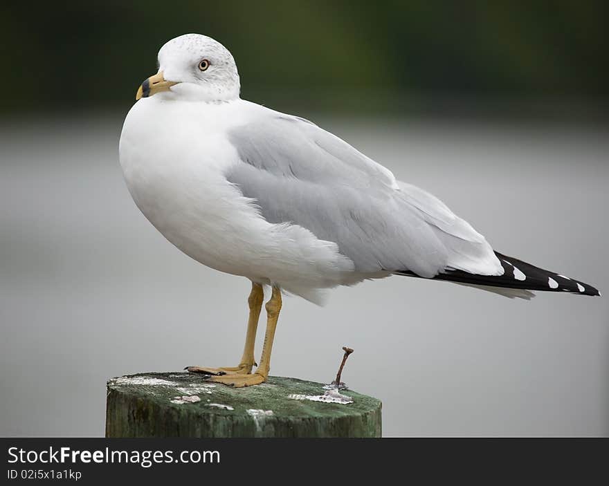 Seagull