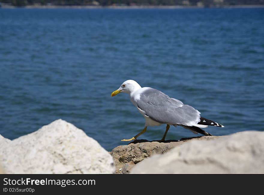 Walking seagull, photo taken in Bulgaria