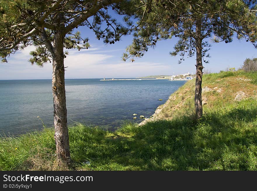 Trees on the beach