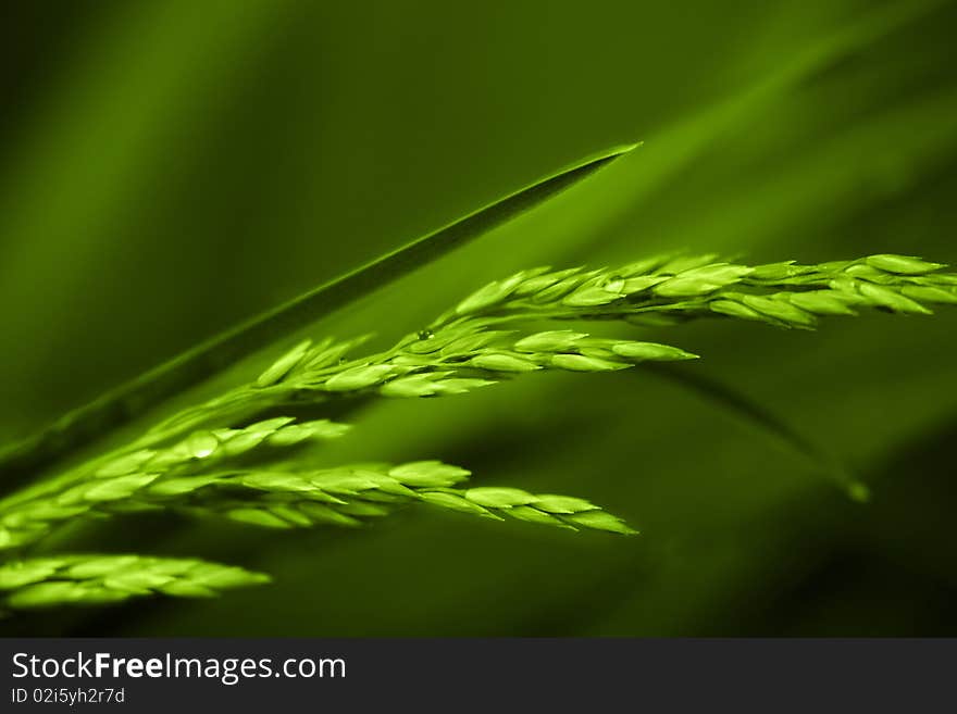 Background with a green plant. Background with a green plant