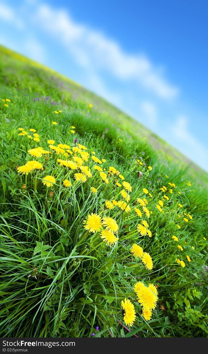 Close up with flowers on a field