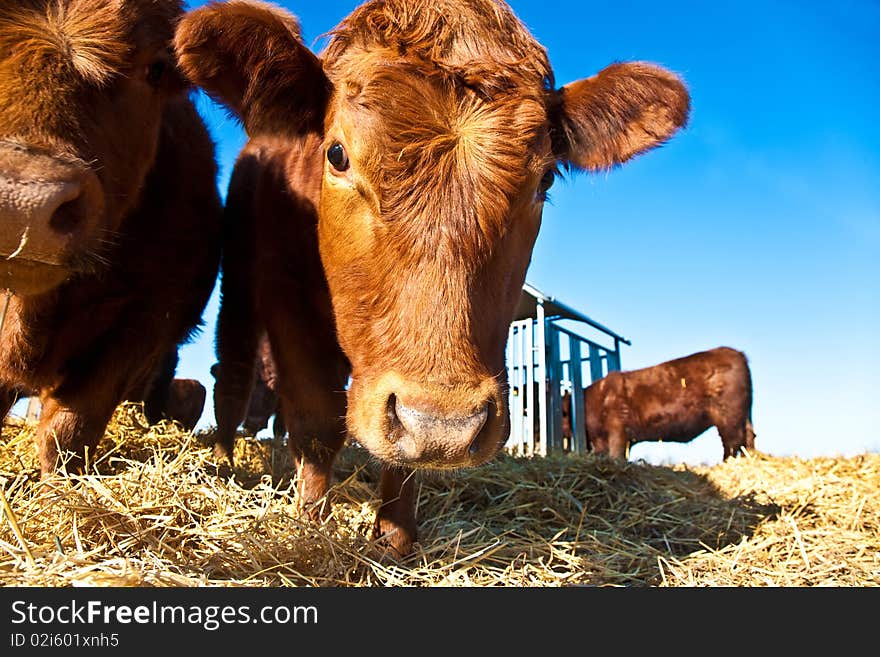 Friendly cattle on straw