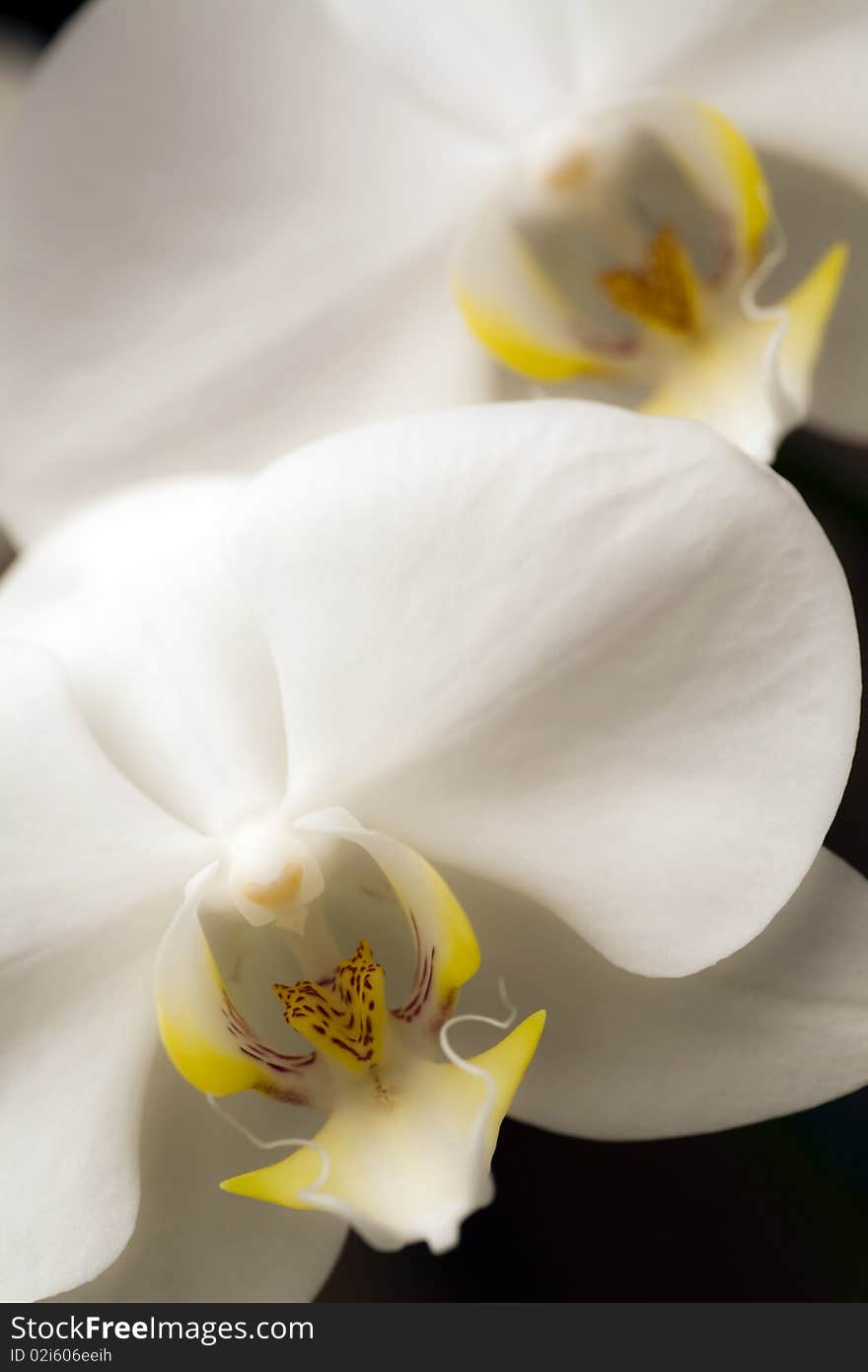 White Orchids