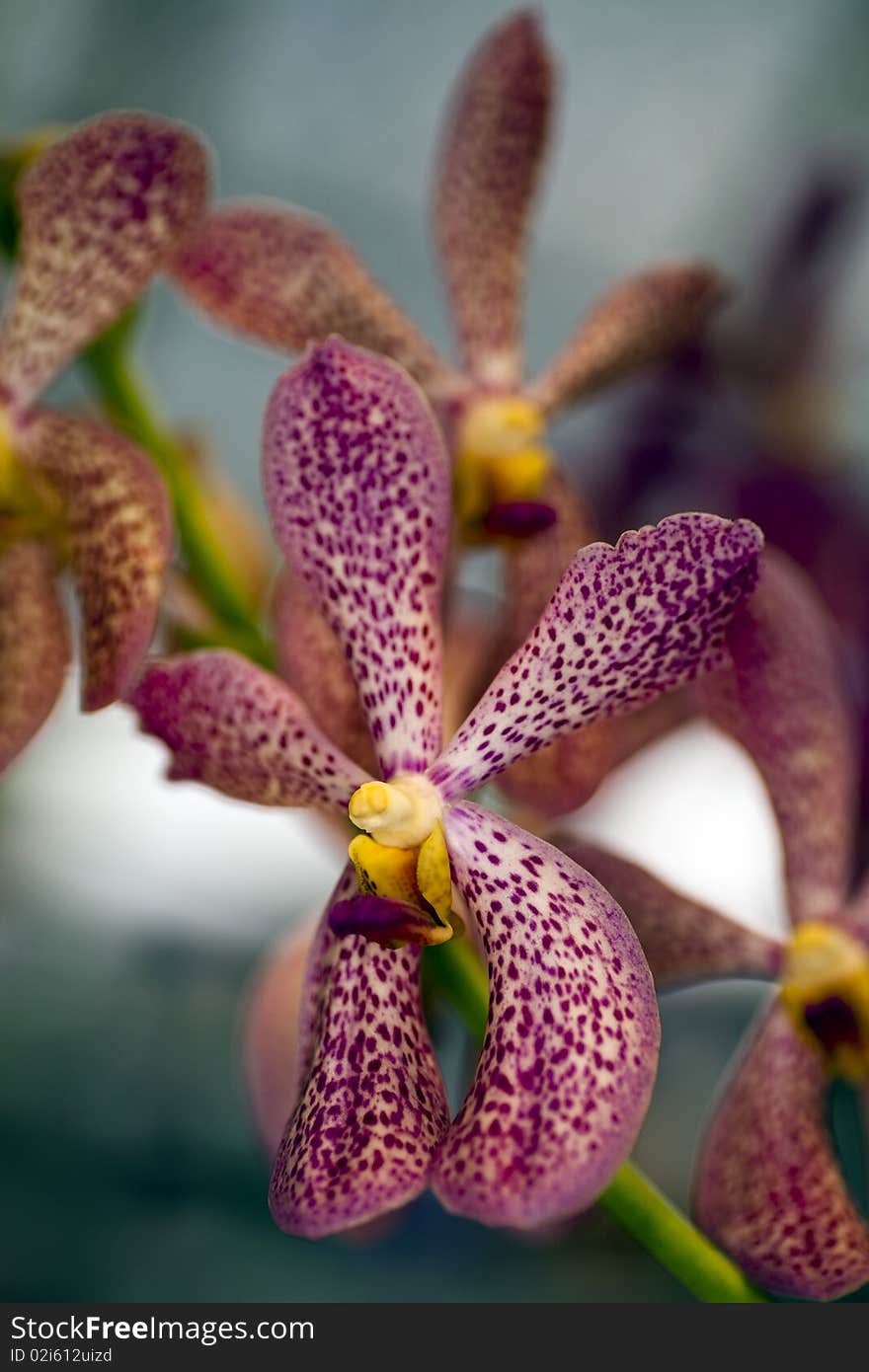 Several red/purple spotted star type orchids with shallow depth of field. Several red/purple spotted star type orchids with shallow depth of field.