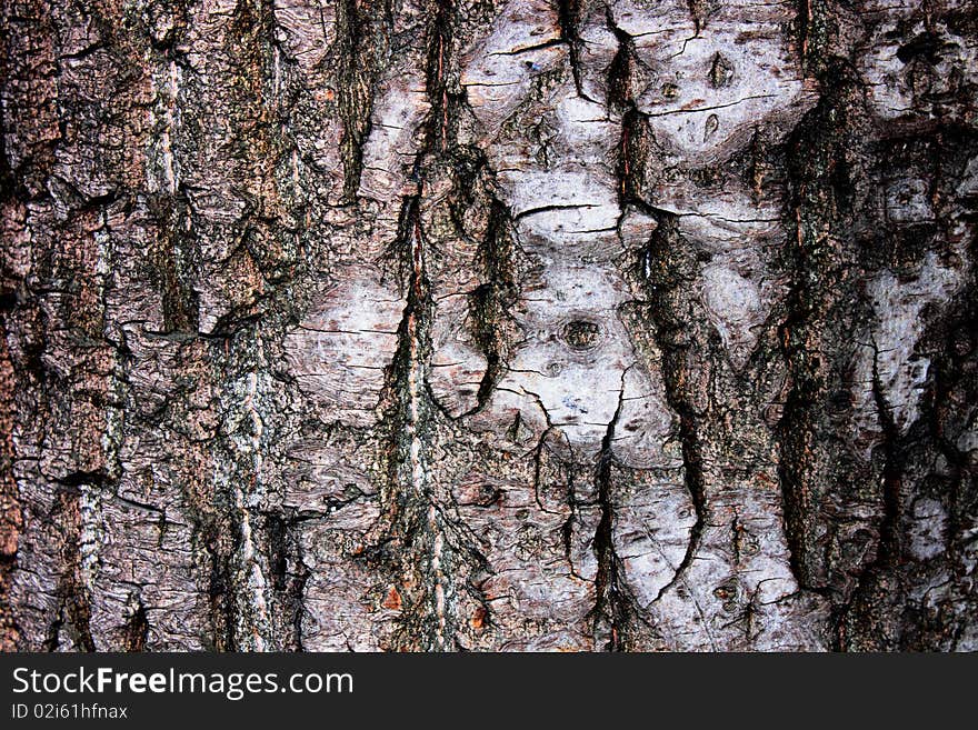 The dark bark of the white birch. The dark bark of the white birch