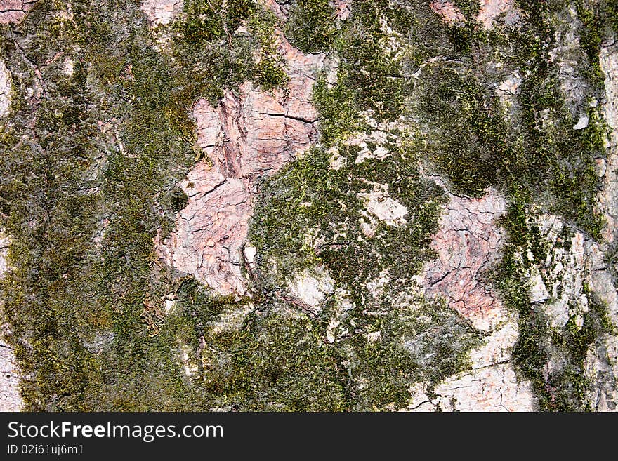 The dark bark of the white birch with moss on it. The dark bark of the white birch with moss on it