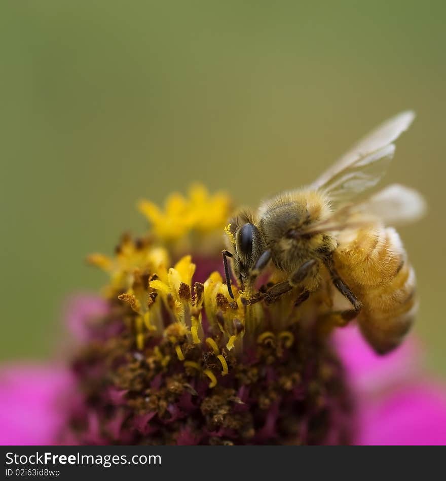 Autumn honey bee worker on pink flower