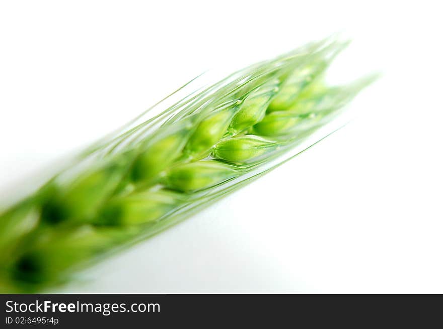 Fresh green wheat ears isolated on white background. Fresh green wheat ears isolated on white background