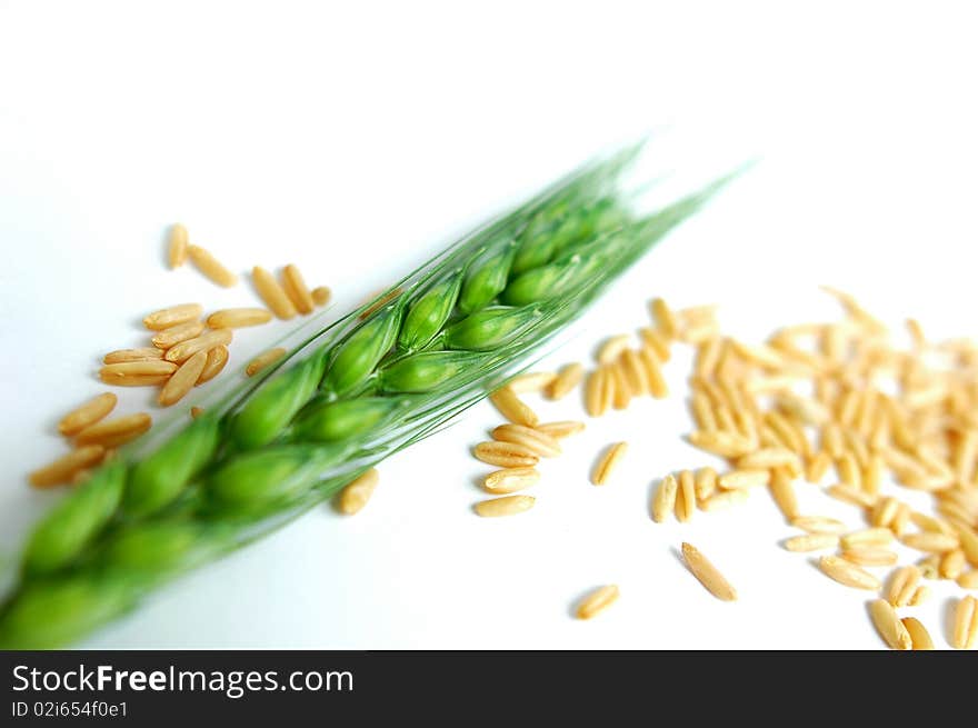 Fresh green wheat ear and grain isolated on white background. Fresh green wheat ear and grain isolated on white background