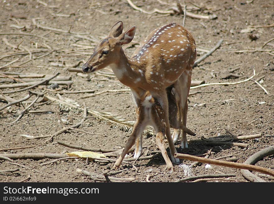 Deer feeding its fawn spring time. Deer feeding its fawn spring time