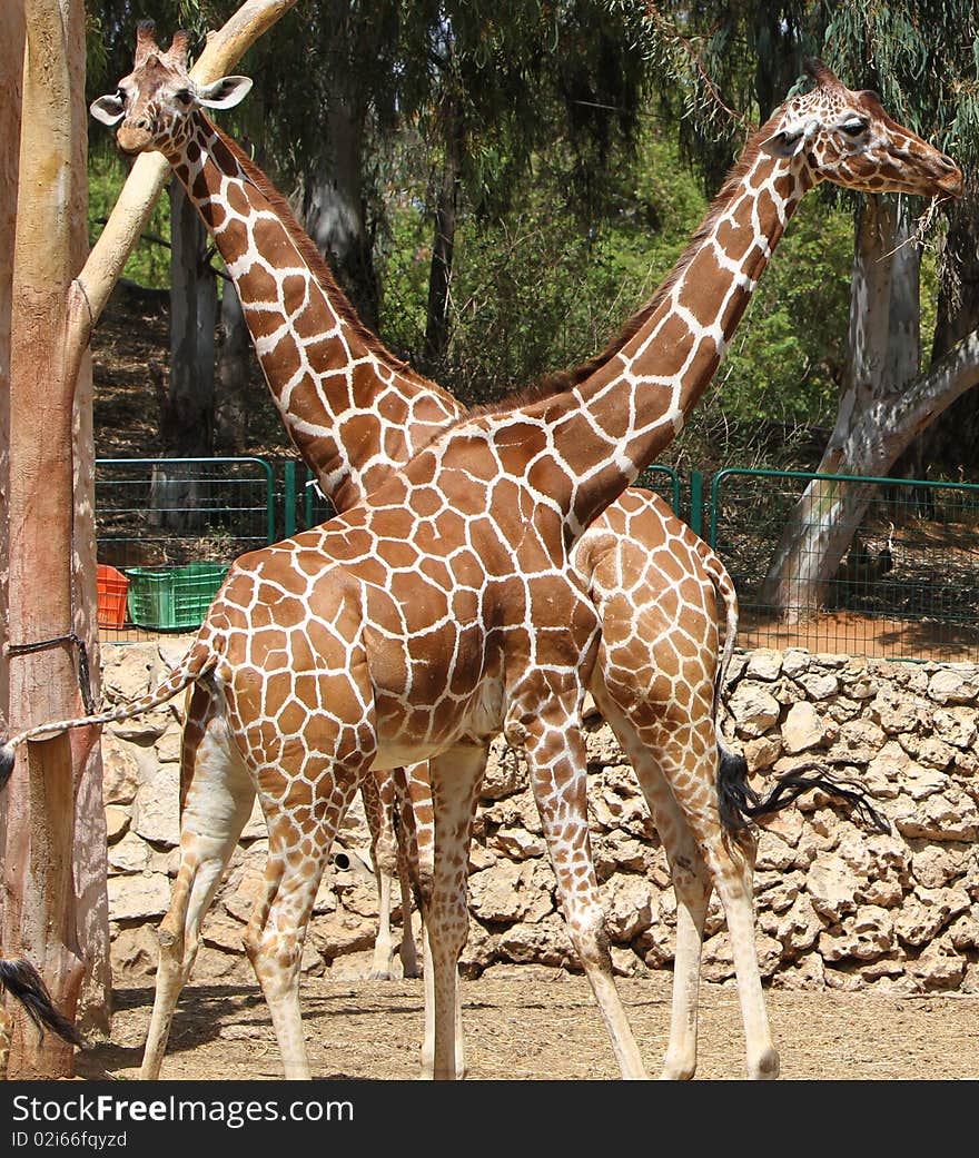 Young giraffe couple at the zoo summertime