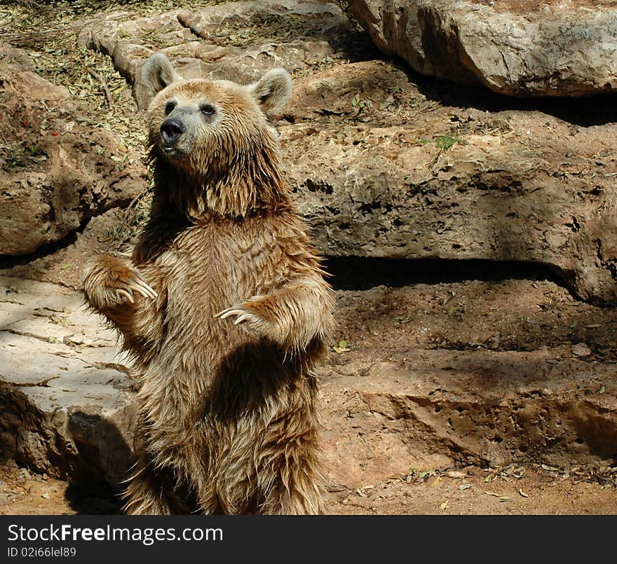 Brown grizzly bear standing on his two feet