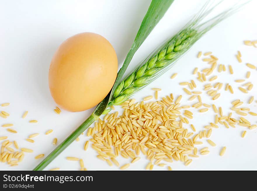 Closeup view of green wheat ear and wheat grain with an egg isolated on white background. Closeup view of green wheat ear and wheat grain with an egg isolated on white background