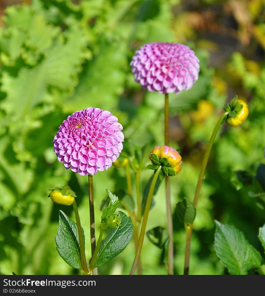 Dahlias.