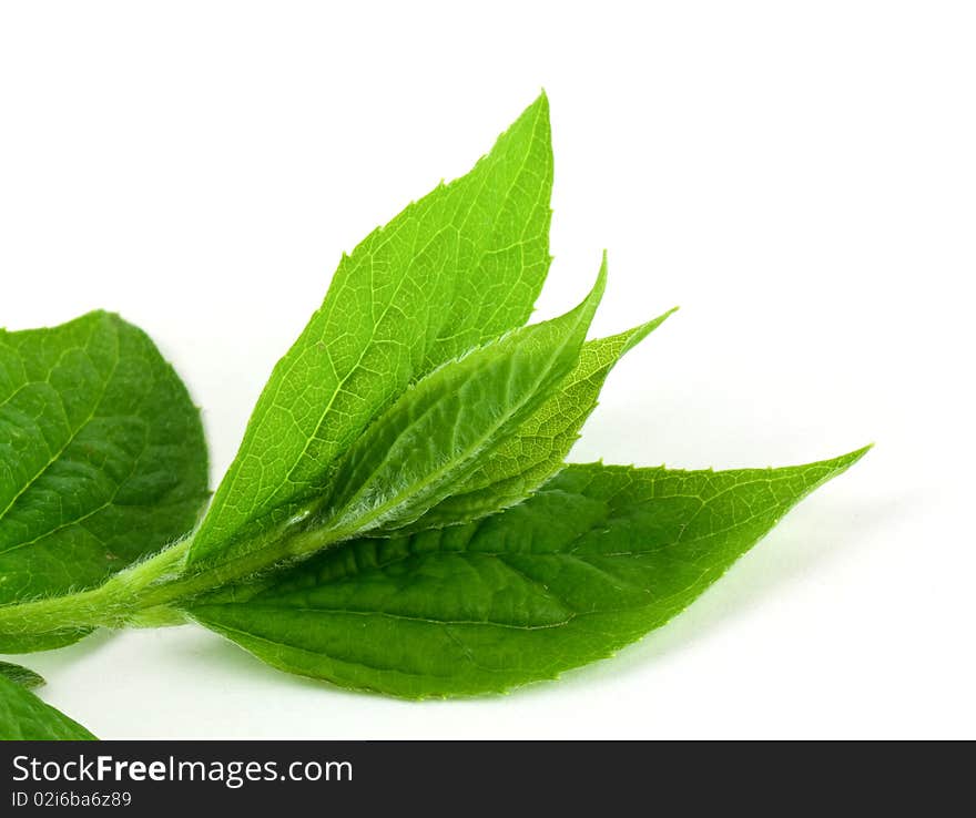 Jasmine leaves isolated on white