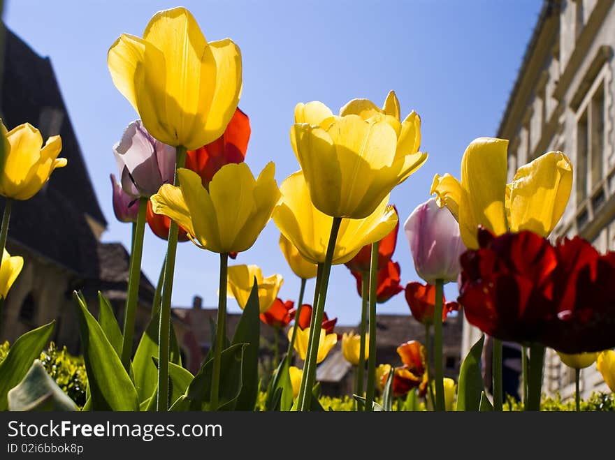 Beautiful spring flowers in sunshine