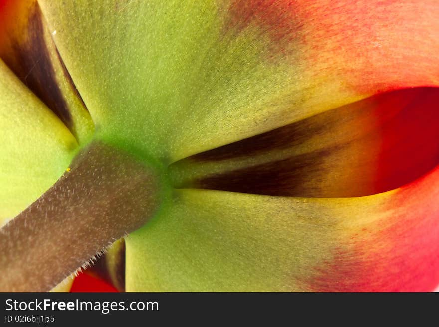 Tulip flower. Close up photo.