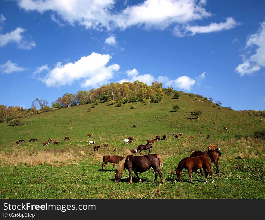 Horse ranch in Shaanxi, China