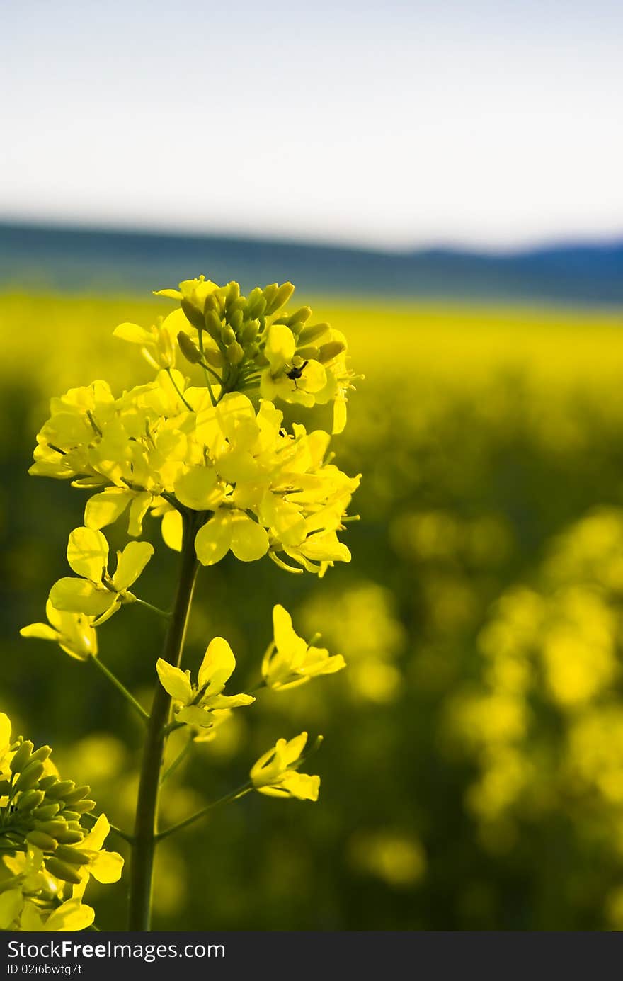 Yellow spring flowers in sunshine