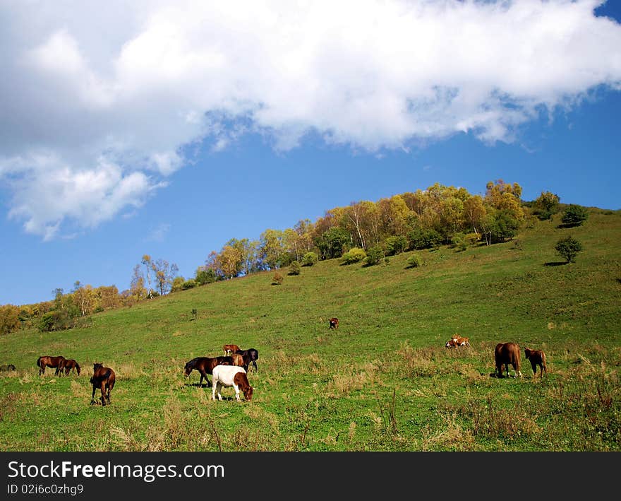 Horse ranch in Baoji, Shaanxi, China. Horse ranch in Baoji, Shaanxi, China