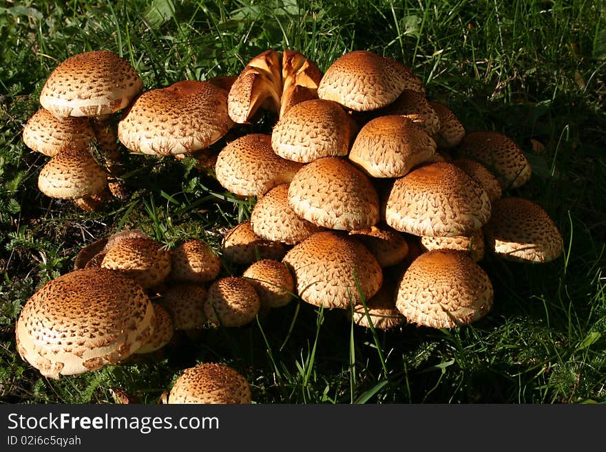 Mushrooms