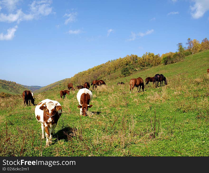 Horses and cattle grazing with the