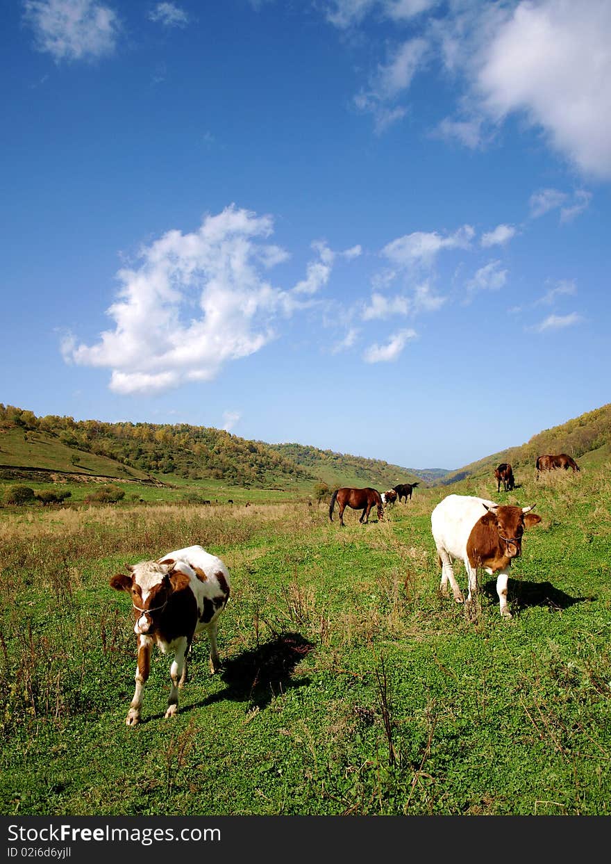 Horses And Cattle Grazing With The