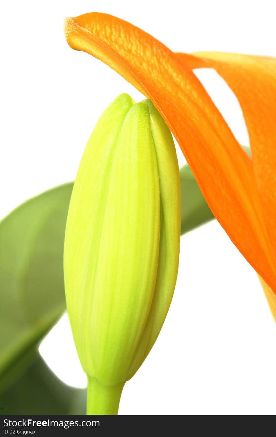 Beautiful orange Tiger Lily bud on white