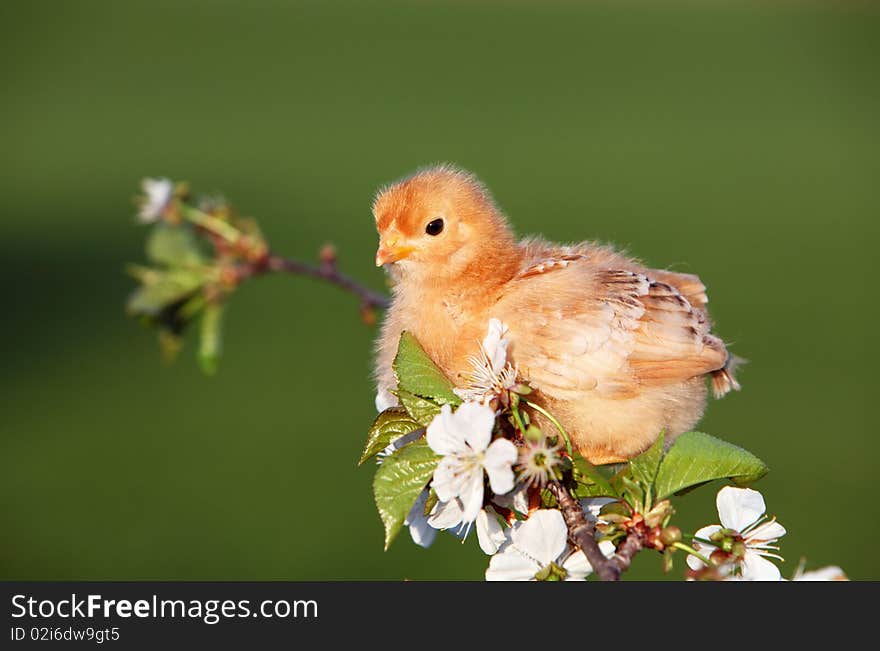 Yellow chicken on white flower