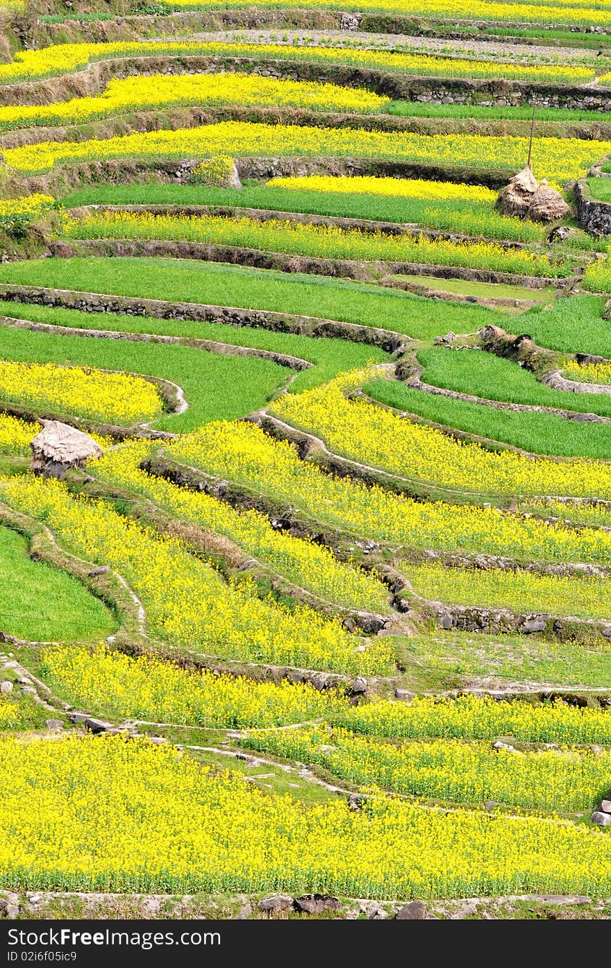 Scenery of blooming rapeseed or oil crop fields in spring. Scenery of blooming rapeseed or oil crop fields in spring