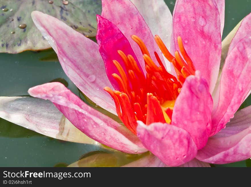 Pink color lotus on leaf and water background image