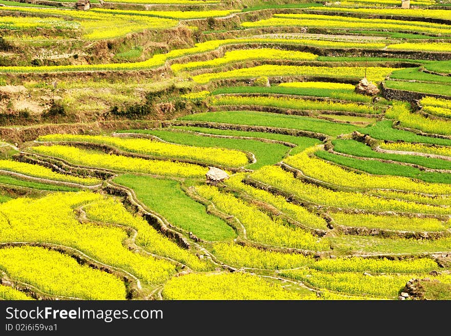 Scenery of blooming rapeseed or oil crop fields in spring. Scenery of blooming rapeseed or oil crop fields in spring