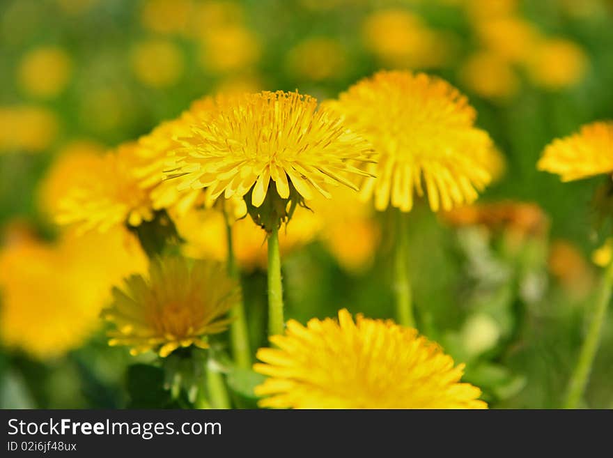 Bouquet of dandelions on a grass. Bouquet of dandelions on a grass