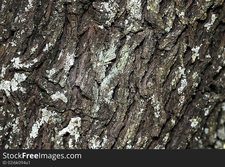 Tree bark covered with moss