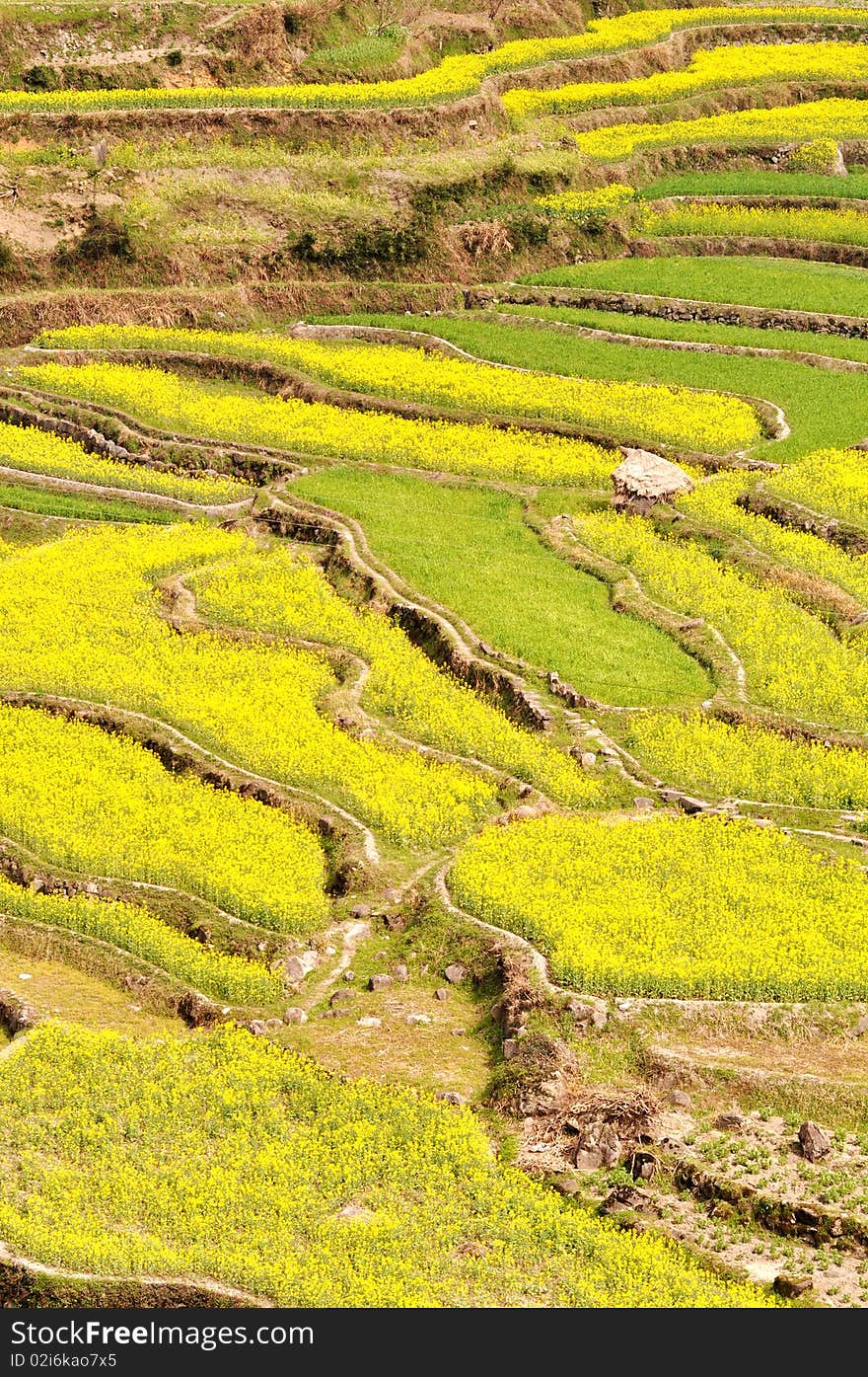 Rapeseed fields