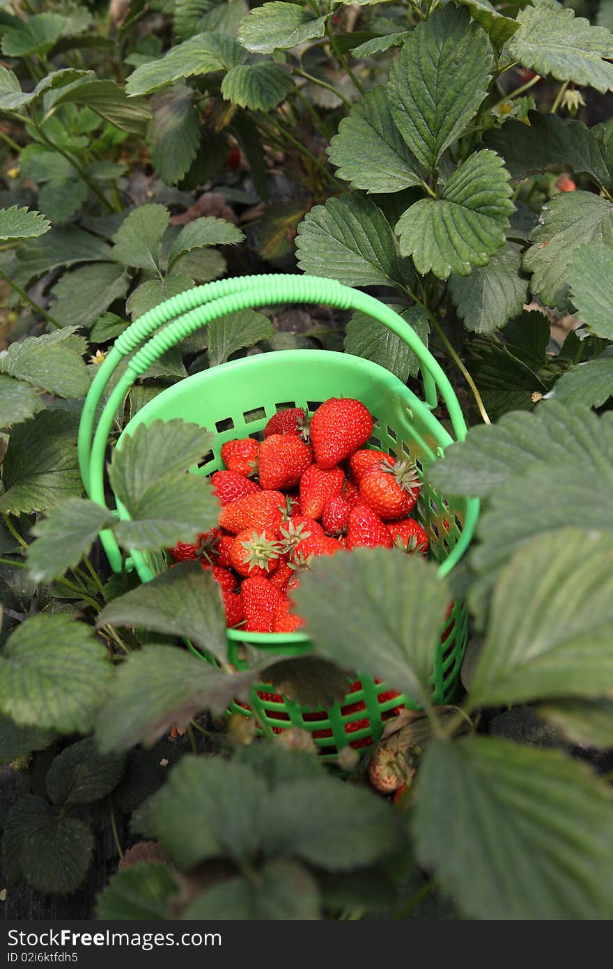 Fresh strawberry fruits in the basket from garden. Fresh strawberry fruits in the basket from garden