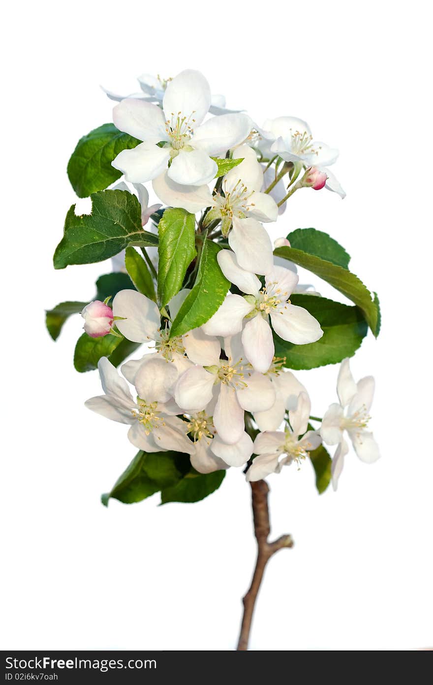 Plum-tree flowers isolated on white