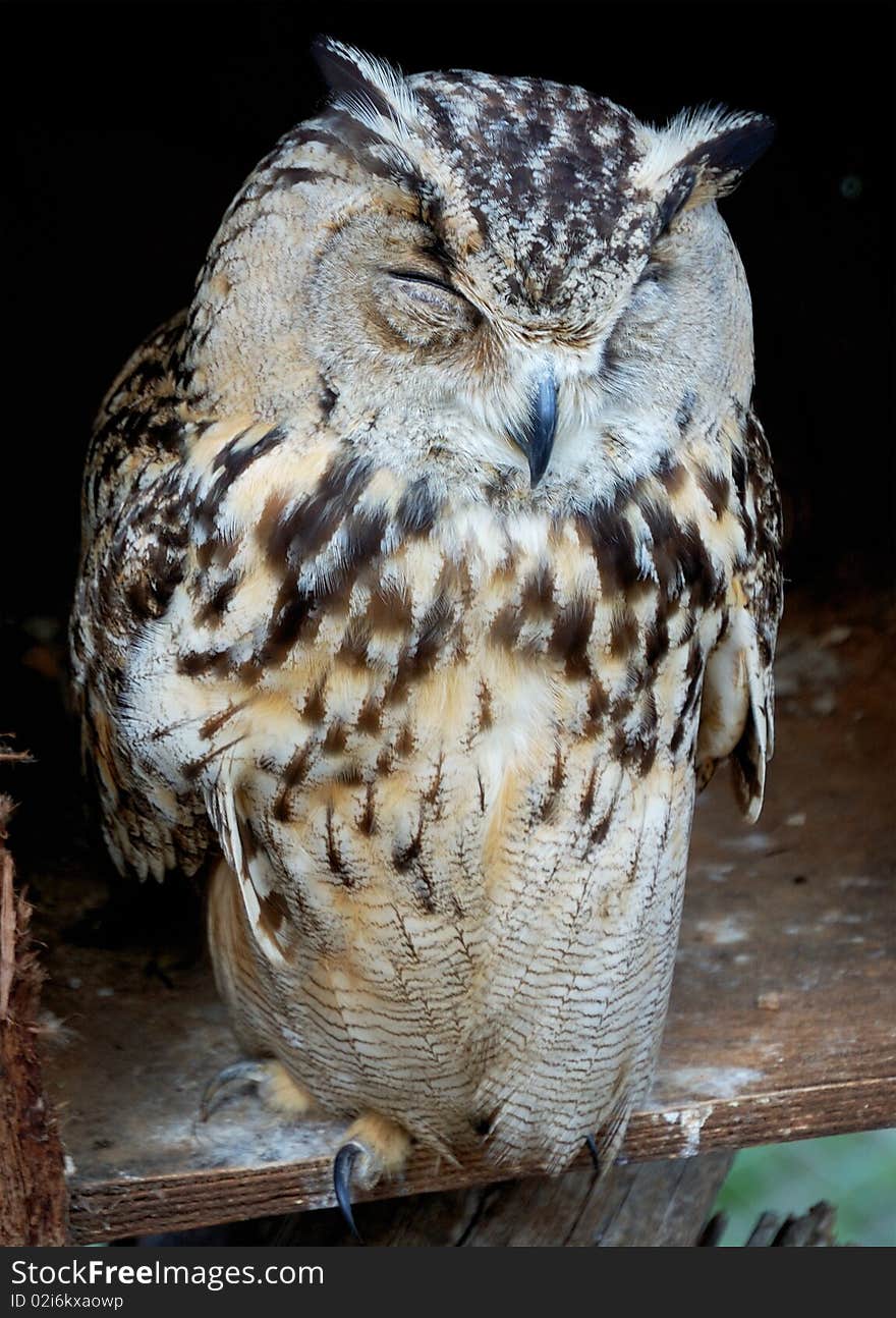 Sleeping bubo bubo (eurasian eagle-owl)