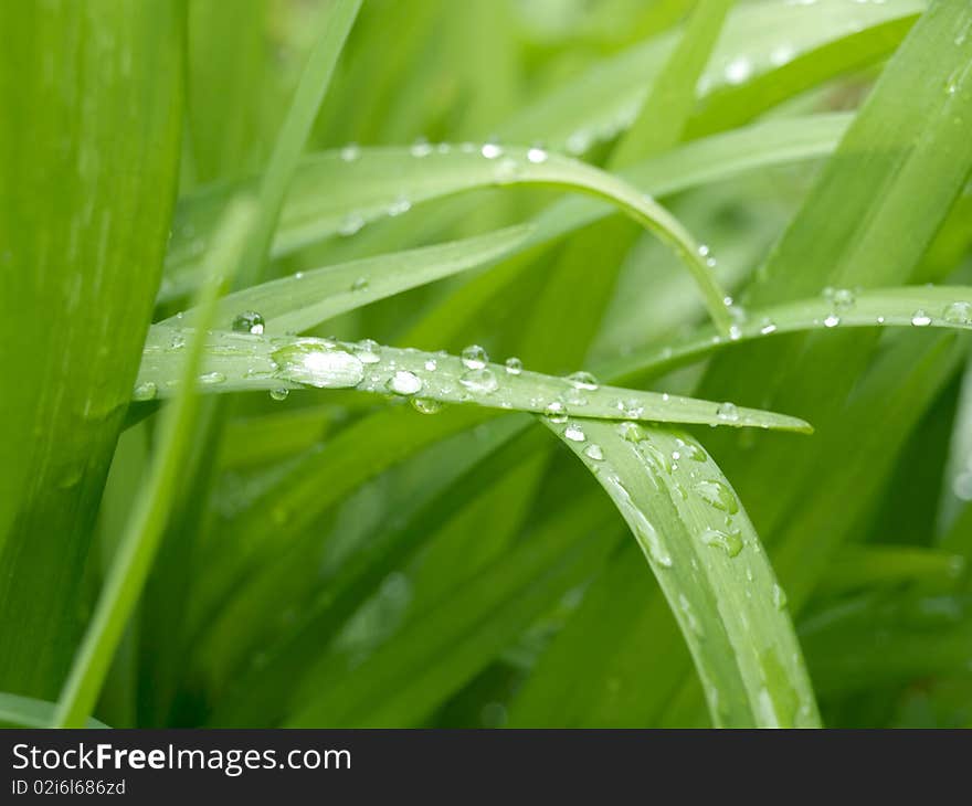 Morning dew on the grass