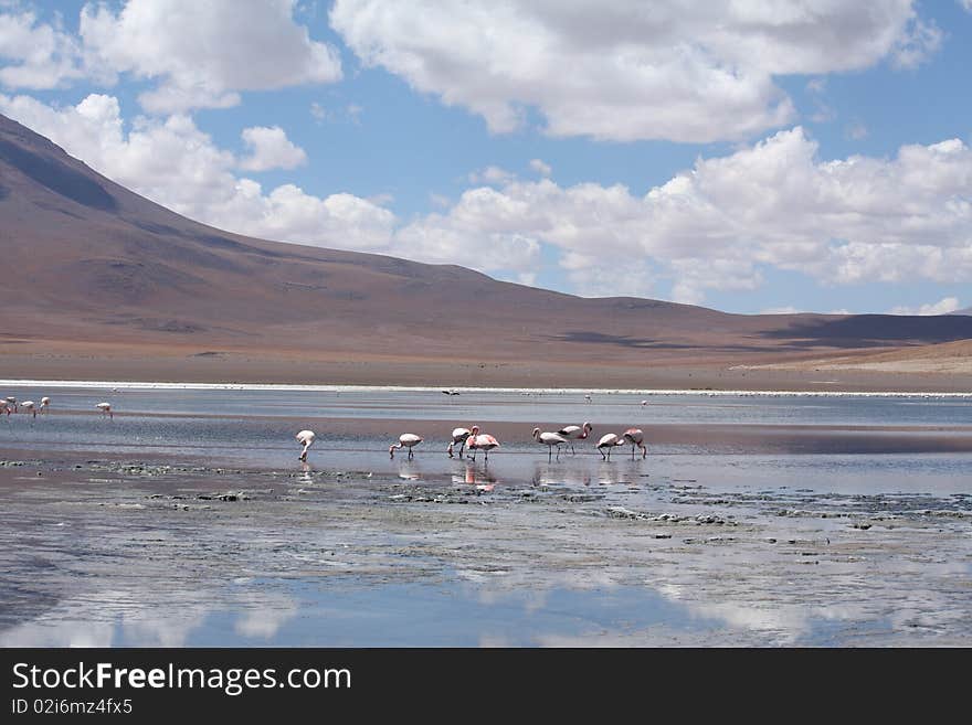 Flamingos