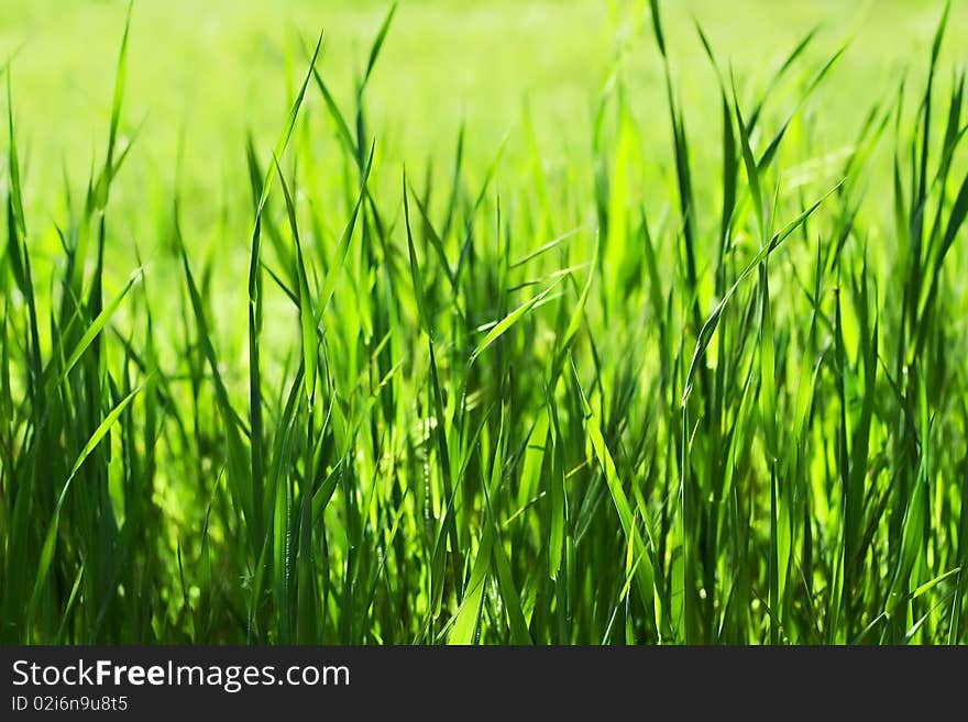 Outdoor closeup shot of a green grass in sunlights