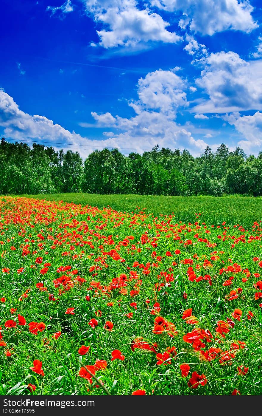 Field full of red poppies